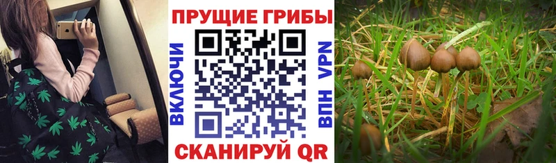 Галлюциногенные грибы Psilocybine cubensis купить наркотики сайты ОМГ ОМГ зеркало Киренск